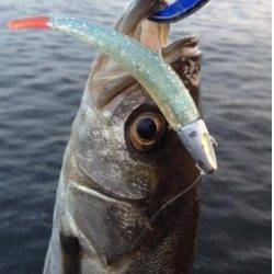 神戸沖堤防でデイゲーム　シーバスの釣果上向き↑