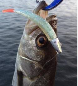 神戸沖堤防でデイゲーム　シーバスの釣果上向…