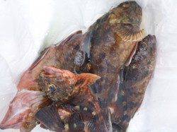 兵庫突堤ＲＴ、今朝もタチウオ！！