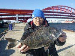 北公園東波止、エビ撒きでチヌ！