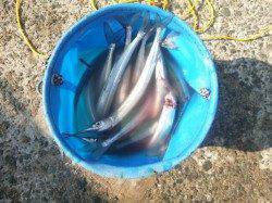 アジュール舞子サヨリ激アツ！【垂水店】