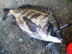 大津川尻でエビ撒き釣り♪