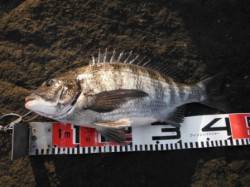 【チヌ＆ハネ確認♪】南芦屋浜