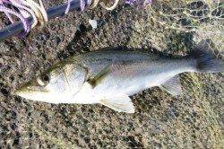 泉佐野食コン　エビ撒きでハネ☆