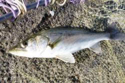 泉佐野食コン　エビ撒きでハネ☆