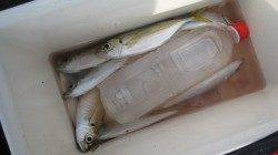 水軒鉄鋼団地でアジが回遊中！！【５日】ＲＴ