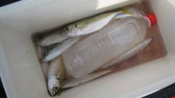 水軒鉄鋼団地でアジが回遊中！！【５日】ＲＴ…