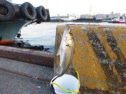 北公園のエビ撒き夕撒きハネ釣り