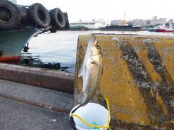 北公園のエビ撒き夕撒きハネ釣り