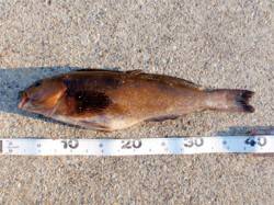 厳冬期はチーム根魚にお世話になりましょう！【高田玲欧氏連載記事No.10】