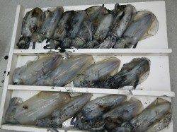 1.38ｋｇ筆頭に二人で17ハイ！！ 椿地磯のエギング