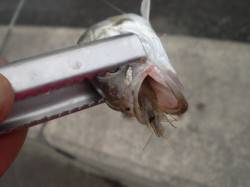 兵突の楽しいズボ釣りエビ撒き釣り！ 