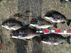 淀川河口 フカセでチヌ～52㎝5匹！