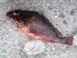 空港ＲＴ　メバル・ガシラの釣果