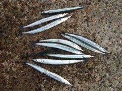 夕方のアジュール舞子　サヨリ情報！