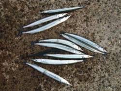 夕方のアジュール舞子　サヨリ情報！