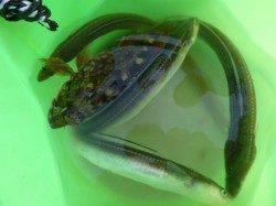 北公園西波止でガシラ&アナゴ