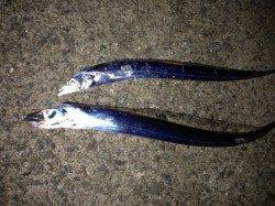 【渋いがタチウオ釣れています】南芦屋浜リアル