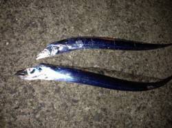 【渋いがタチウオ釣れています】南芦屋浜リア…