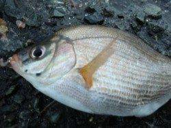 新釣法!チヌサビキ!!