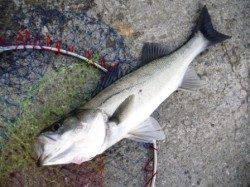 雨が降る前に好釣果!!　大津川尻水銀灯のハネ