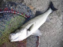 雨が降る前に好釣果!!　大津川尻水銀灯のハ…