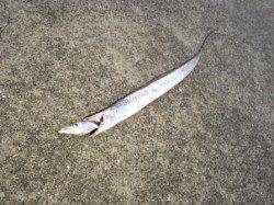 芦屋のタチウオまだ釣れてます！