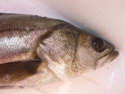 朝の空港と北公園今日もハネだ！