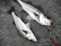 砂上げ場でもハネ! しっかりと底撒きしてゲット☆