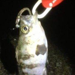 垂水～明石間メバリング