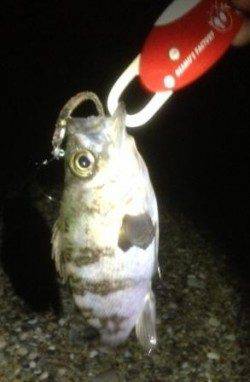 垂水～明石間メバリング