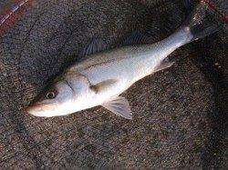 ハネが良いスタート♪泉大津RT　29日　朝