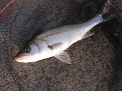 ハネが良いスタート♪泉大津RT　29日　朝…