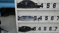 伊古木のセンズでフカセ釣り、グレ&…