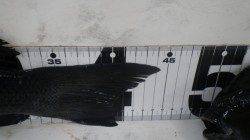 江須崎の横島にてグレ44.5㎝を筆頭に12枚！