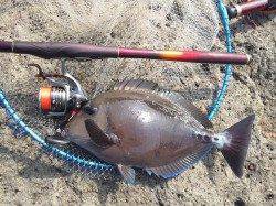 尾長回遊中♪串本大島須江の磯