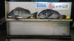 天神崎でフカセ釣り、ナイスサイズのチヌの釣果☆