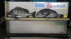 天神崎でフカセ釣り、ナイスサイズのチヌの釣…