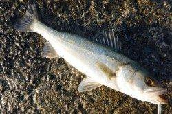 泉佐野食コンリアルタイム！ 銀ピカハネ♪