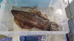 アオリイカ1580ｇ！！天神崎ヤエン釣果