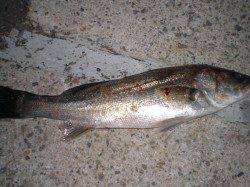 小野浜にてメバルとハネを確認！