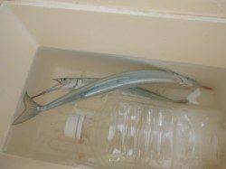 アジュール舞子でサヨリ釣れてるぞ！！