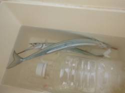 アジュール舞子でサヨリ釣れてるぞ！！