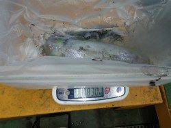 椿でヤエン、初アオリおめでとうございます！