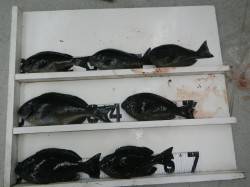 口和深でフカセ釣り、尾長&口太を合…