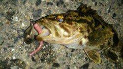 タケノコ掘り好調♪