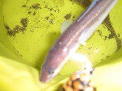 兵突のエビ撒きズボ釣り！　ちょい投げではアナゴ・ハゼ