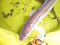 兵突のエビ撒きズボ釣り！　ちょい投げではア…