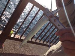 アジュールのサヨリ、今日も釣れてます！！