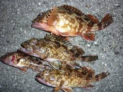 【田ノ浦】夜のガシラ釣りが面白い～♪